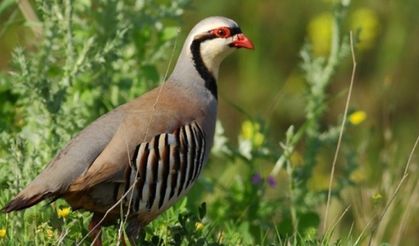 Keneyle mücadele için kınalı keklik ordusu büyüyor