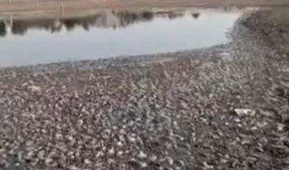 Gölet kurudu, binlerce balık telef oldu!