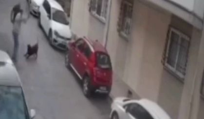 Balçova’da hayvana şiddet: Köpeğe kemerle saldırdı!