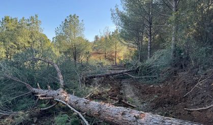 Tire’de doğa için zafer: Danıştay acele kamulaştırmayı durdurdu
