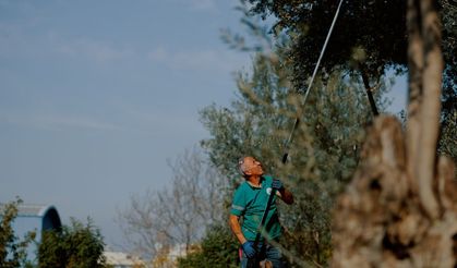 İzmir’de örnek uygulama: Balçova’nın parklarındaki zeytinler yağa dönüştürülüyor