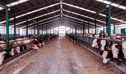 İzmir’de şap alarmı: Urla’da bölgesel karantina başlatıldı