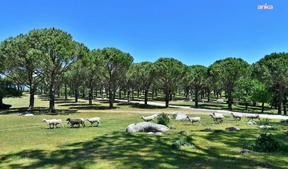 UNESCO adayı fıstık çamı deposuna yapılmak isteniyordu: Bergama’daki tartışmalı granit ocağı projesi yargıya taşındı
