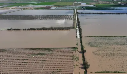 Gediz taştı, Menemen'de zeytinler boğuldu: Üretici destek istiyor