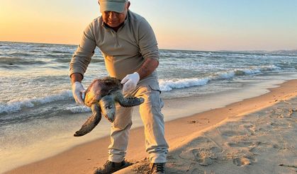 Kuşadası’nda deniz kaplumbağaları ölüyor: Trol avcılığı yasaklansın