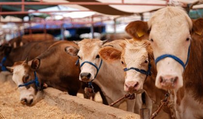 Diyanet açıkladı: Vekalet yoluyla kurban kesim bedelleri belirlendi