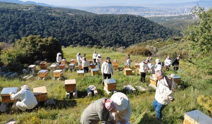 Bornova Belediyesi'nden arıcılığa destek