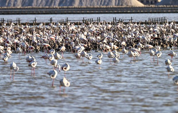İzmir’de pembe cennet… Binlerce yavru flamingo bir arada