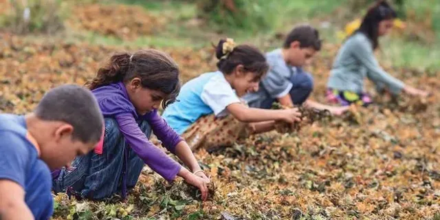 Beko: Kötü ekonomi politikaları çocuk işçiliğini artırıyor