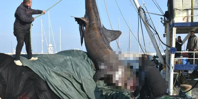 Nadir bir tür: Urla'da ağlara köpekbalığı takıldı