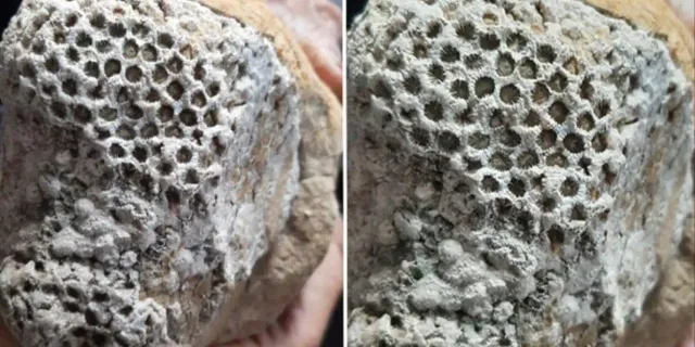 Milyonlarca yıllık arı peteği fosili bulundu