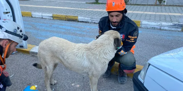Buca'dan bir yardım da can dostlara