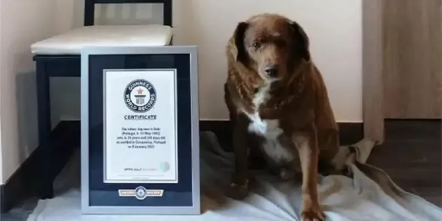 Dünyanın en yaşlı köpeği Guinnes Rekorlar Kitabı'na girdi