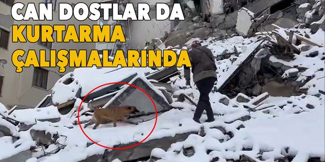 Deprem bölgesinde köpekler de iş başında