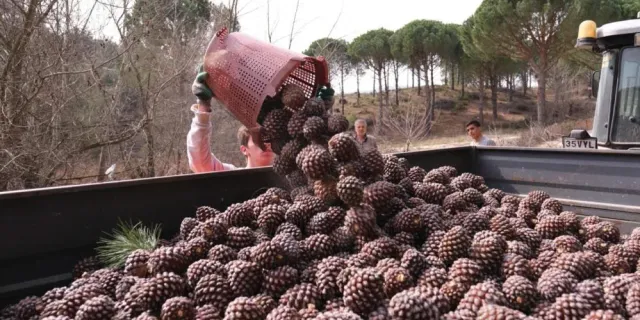 Türkiye’nin çam fıstığı deposu Bergama'da hasat telaşı