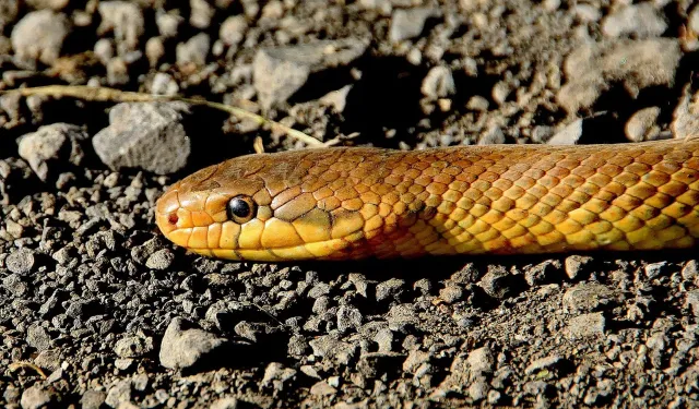 3 yaşındaki çocuk, yılanı ısırarak öldürdü