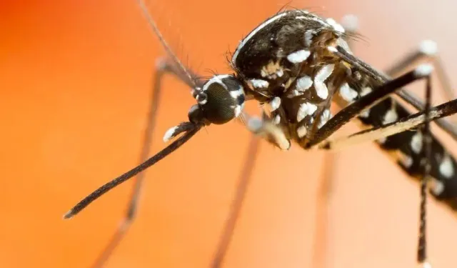 Sivrisinek ısırığı kaşıntısına doğal çözümler: İşte evde uygulanabilecek 5 etkili yöntem