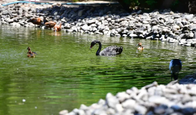 Sayıları yerlilerden fazla: Göçmen kuşların tercihi İzmir Doğal Yaşam Parkı