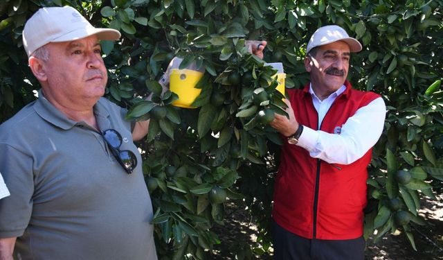 Meyve sineği ile mücadele Aydın'da tam gaz sürüyor