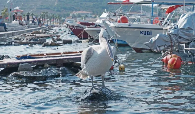 Bu yıl da geldi: Pelikan Tosun'un favori tatil yeri Foça!