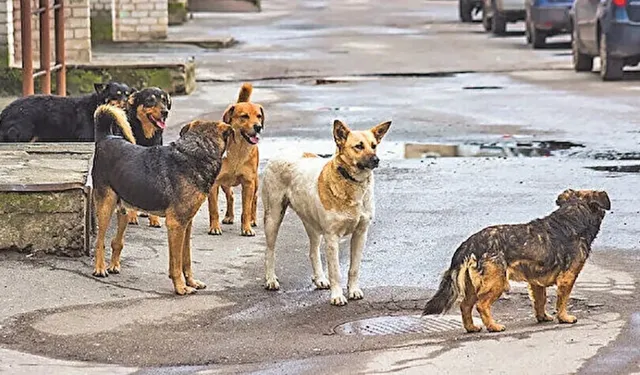 Aydın'da 5 yaşındaki çocuğa sahipsiz köpekler saldırdı