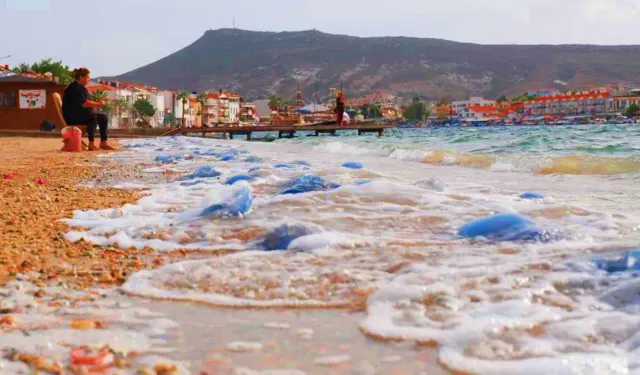Foça'da korkutan manzara: Binlerce denizanası böyle görüntülendi