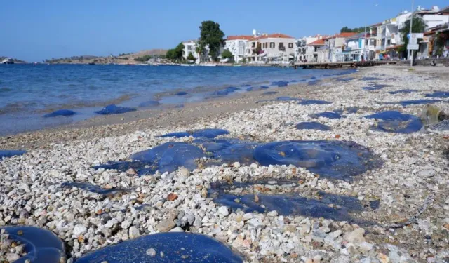 Kabus geri döndü: Foça plajlarında denizanası istilası