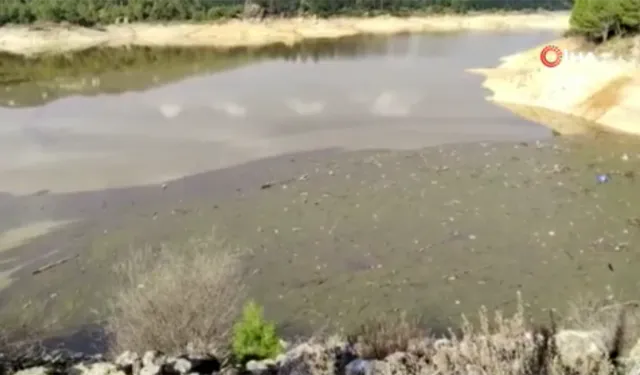 Bodrum'un suyunda yeni tehlike: Baraj dolmaya başladı ama...