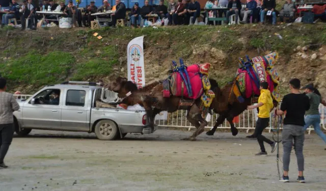 Festivalde ilginç anlar: Rakibinden kaçan deve kamyonetin kasasına bindi