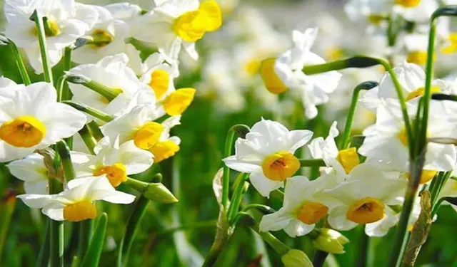 İzmir’in mis kokulu etkinliği: 2026 Karaburun Nergis Festivali ne zaman? İZDENİZ'le Nergis Festivali’ne nasıl gidilir?