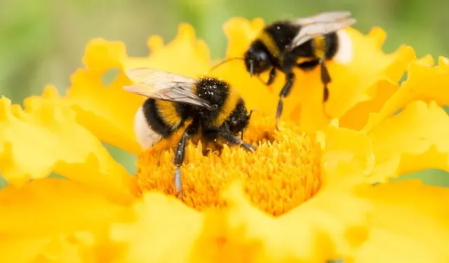 Arıların da psikolojisi bozuldu: Kış uykusuna yatamadılar