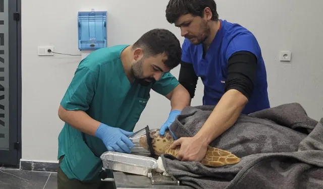 Yaralı deniz kaplumbağası 2.5 saatlik operasyonla hayata döndü