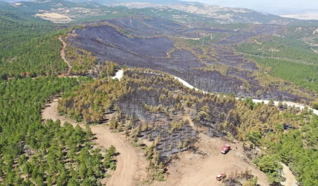 208 hektarlık alan yangında yok olmuştu: 745 bin fidanla yeniden yeşillendirildi
