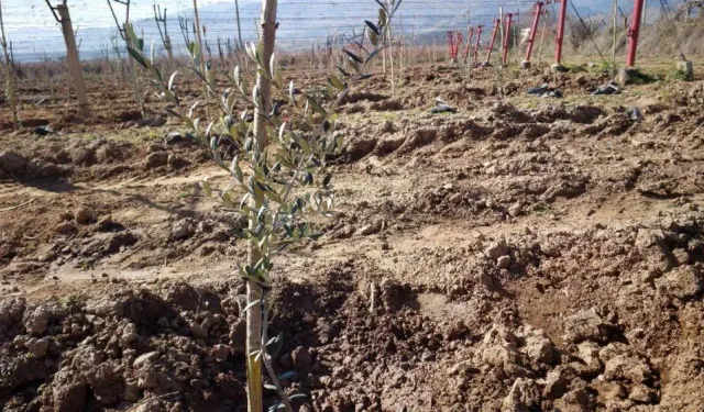 Alaşehir'de üzüm devri geride kaldı: Yeni trend zeytin