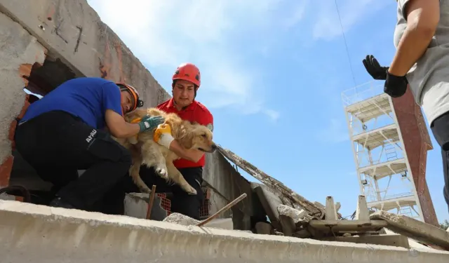 İzmir'de tatbikat: Enkazda kalan hayvanlar için arama kurtarma çalışması
