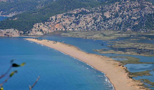Caretta carettalara yuva oluyor: İztuzu Plajı nerededir? Nasıl gidilir?