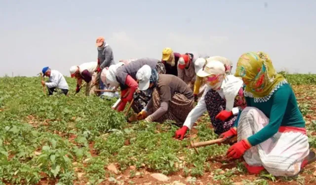 Resmi Gazete'de yayımlandı: Mevsimlik tarım işçileri ile ilgili yeni düzenleme