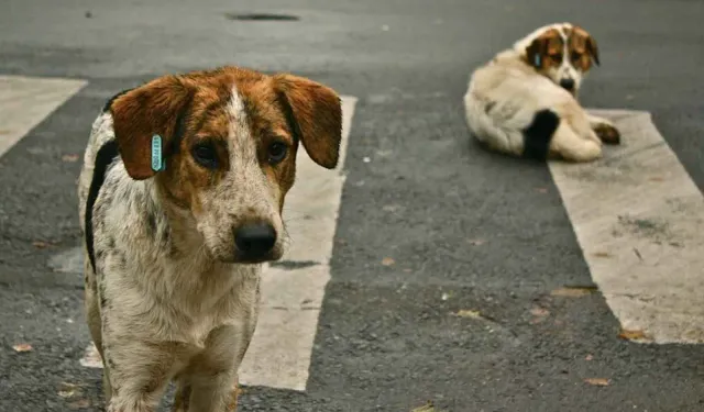 Sokak hayvanları için hazırlanan düzenleme Meclis'te