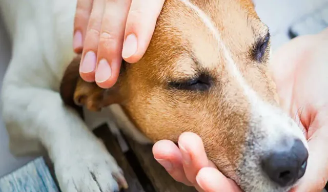 150 köpek öldürüldü iddiası ortalığı karıştırdı: Valilikten açıklama