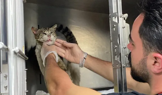 Yardım istercesine veterinerin ayağına gitti: Sevimli kedide tümör tespit edildi