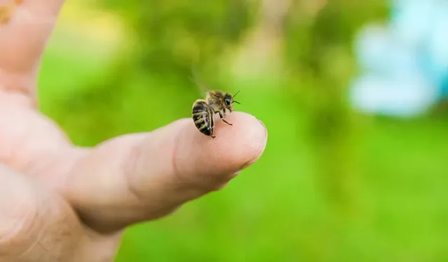 Arı sokmasında ne yapılmalı? Arı sokmasına ne iyi gelir?