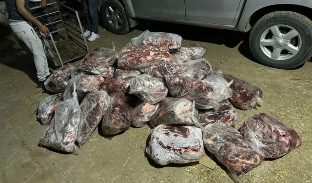 Aydın'da yaklaşık bir ton domuz eti ele geçirildi