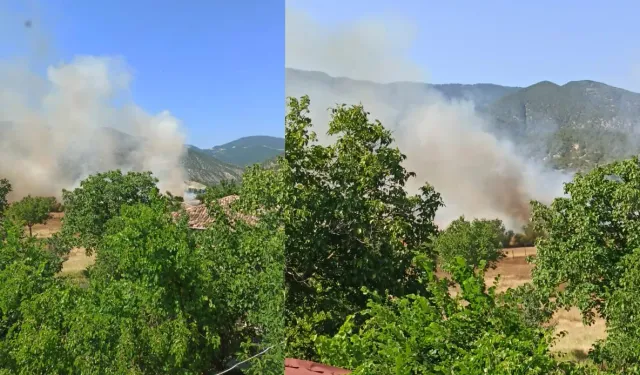 Bir yangın haberi de Sinop'tan: Tarım arazisi zarar gördü