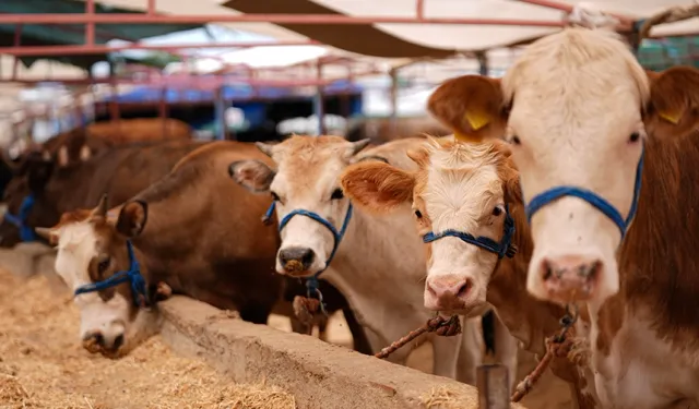 Kurban kesecek İzmirliler dikkat!  286 satış, 350 kesim noktası belirlendi