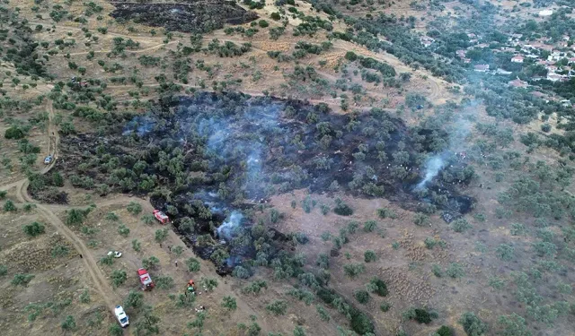 İzmir'de bir yangın daha: Zeytin ağaçları zarar gördü