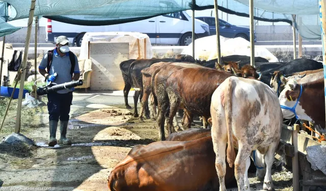 İzmir'de bayram hazırlıkları: Kurban satış noktaları ilaçlandı