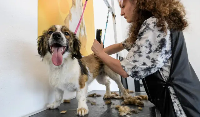 Türkiye'de ilk kez yapıldı: İzmir'de sokak köpekleri kışlık kıyafetlerinden kurtuldu