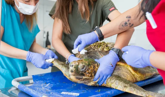 İzmir Körfezi'nde kurtarıldı: Yaralı Caretta caretta tedavi altına alındı