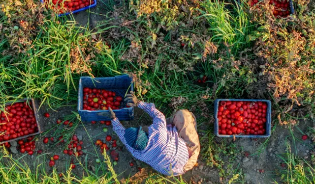 İzmir'de domates üreticisi mağdur: Ekerken ne kazanacağımızı bilmiyoruz