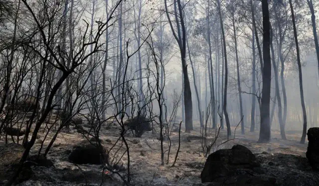 Antalya'da orman yangını: Seralar büyük zarar gördü!